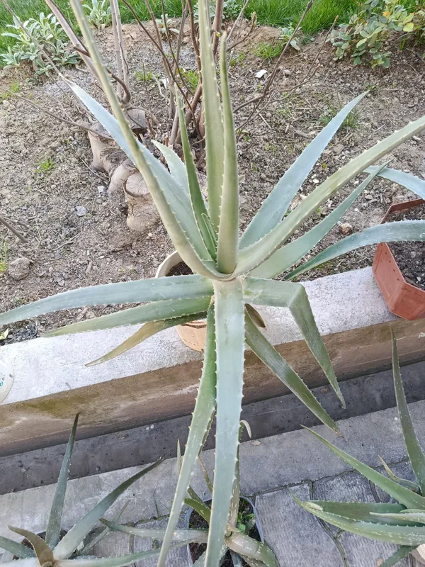 Aloe Vera, shifobaxsh, 20 000 Dan 200 000 gacha