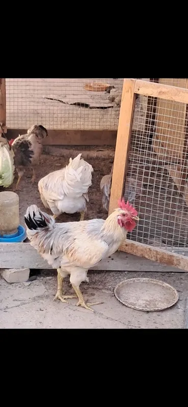 4 oylik horozlar 2 4 oylik horozlar 2