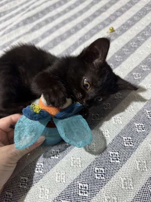 Котенок ищет маму,девочка,умная 2 Котенок ищет маму,девочка,умная 2