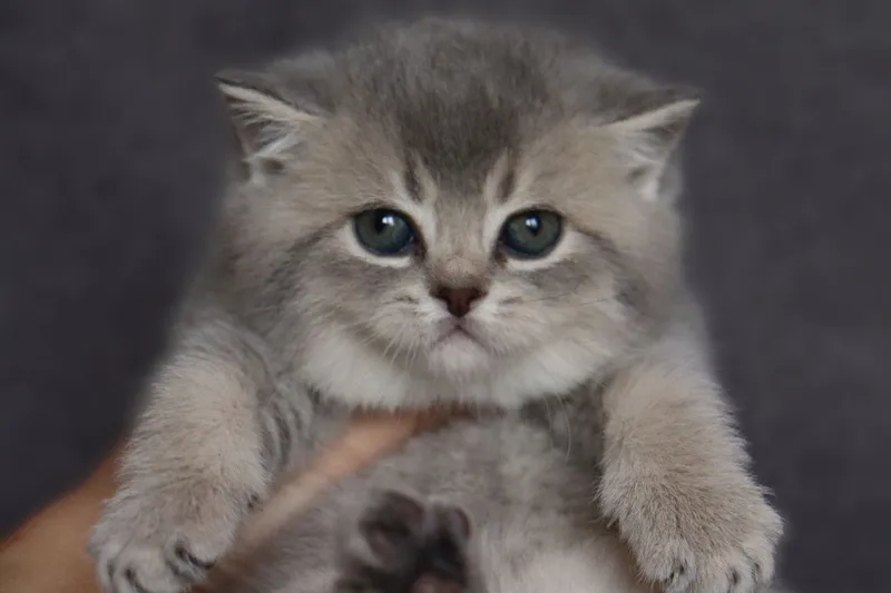 Британские котята — фото 1