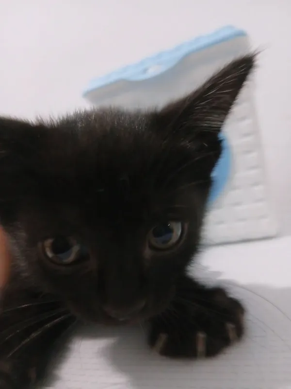 котята в подарок 3 котята в подарок 3