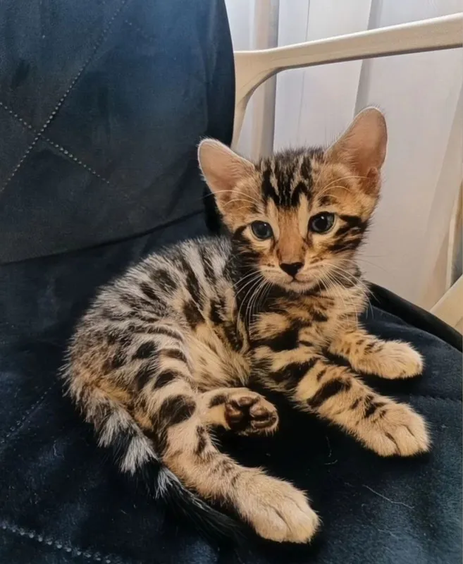 Бенгальские котята — фото 2