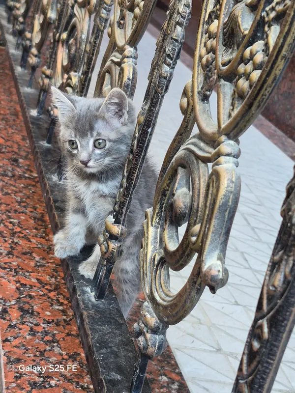 продам милий Мен куюн — фото 3