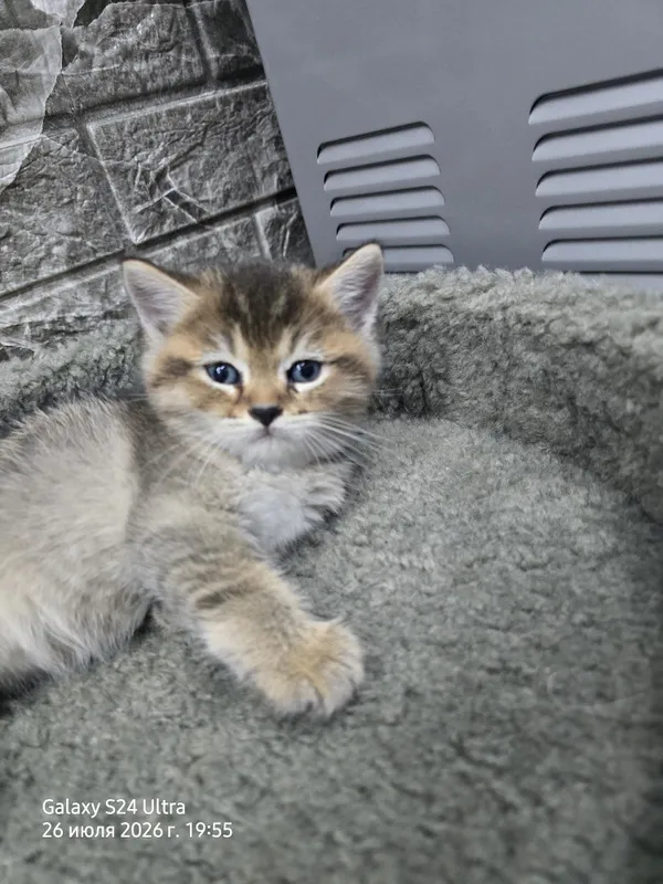 Котята серебристая и золотая шиншила 4