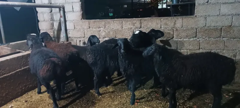 Qòzi qòchqorlar sotiladi