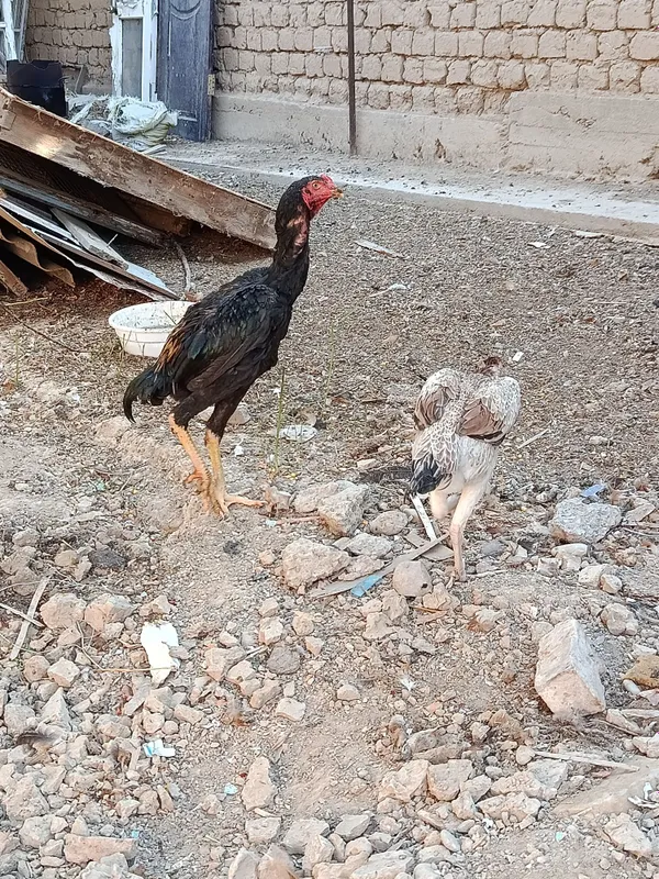Dakan, boboqi jo'ja 7 Dakan, boboqi jo'ja 7