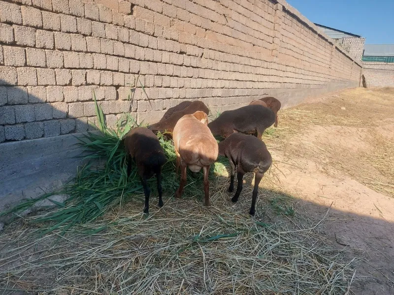 Qochqor, qoyla sotiladi yahshi boqilgan 3