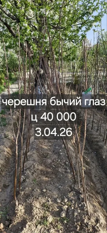 Фруктовые деревья, персик, слива, яблоки, урюк, черешня — фото 4