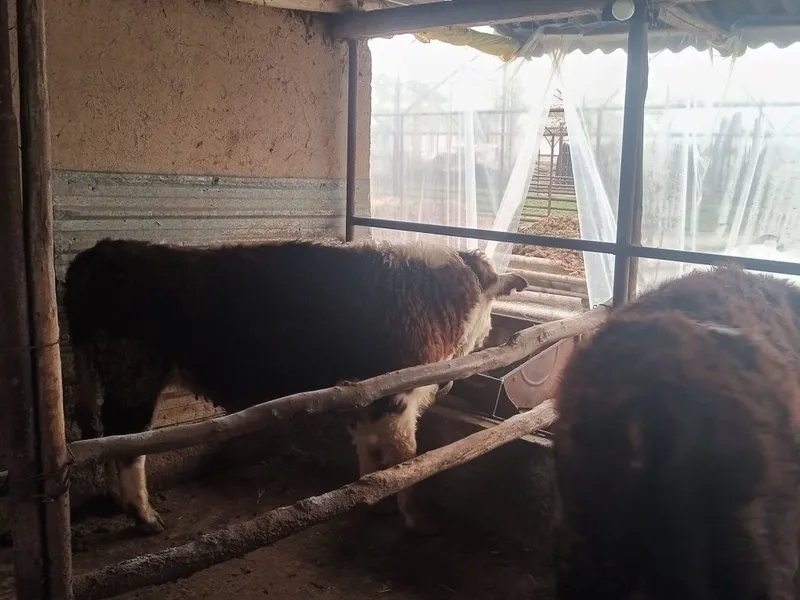 Boqma paroda buqalar smental va grendort narxini telefonda belgilanadi — фото 6