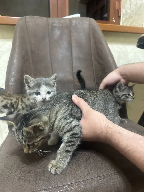 Котята в подарок 2 Котята в подарок 2