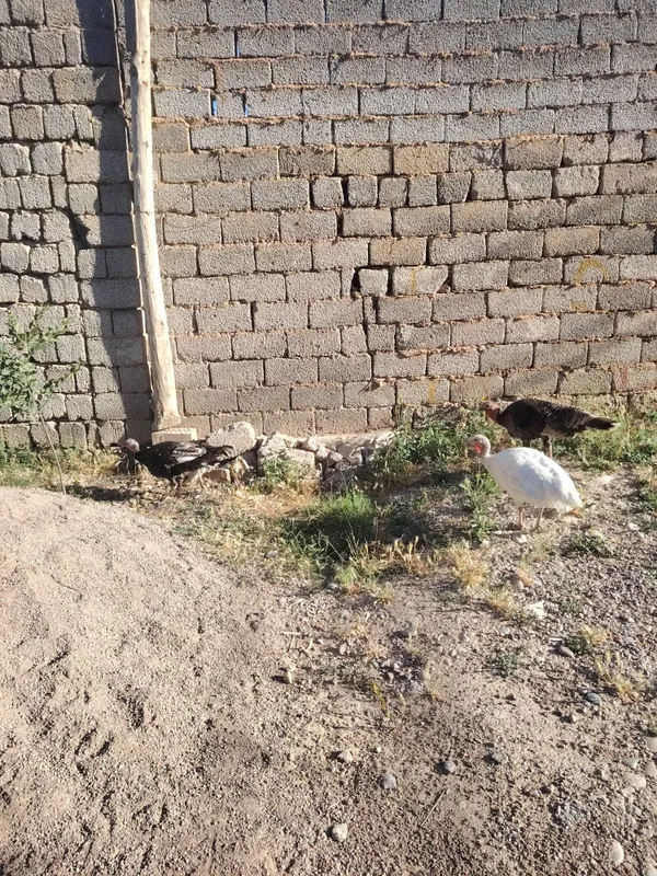 Kurka tovug'i 3 ta bor