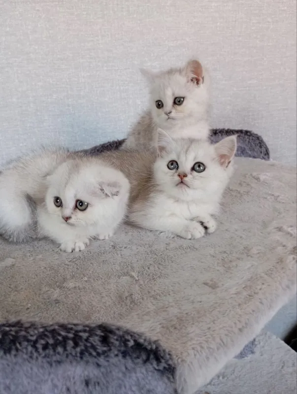 Продаю котят шиншиллы — фото 4