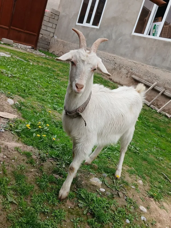 2 ta echki sotiladi