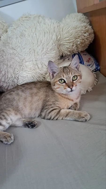 Mushukchani mehribon va yaxshi qo‘llarga beraman 7