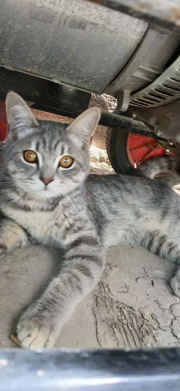 Uy mushuklari parodali 1 Uy mushuklari parodali 1