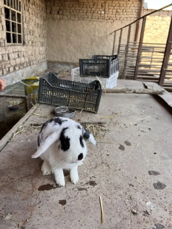 Karlik quyon sotiladi srochna 3 Karlik quyon sotiladi srochna 3
