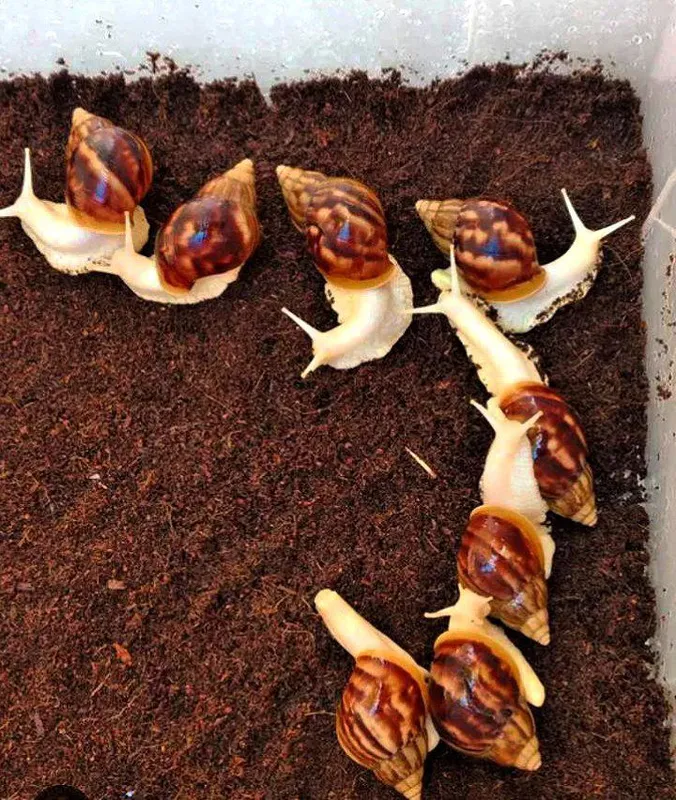 Antiqa shiliqurtlar sotiladi yuz  parvariwi — фото 3