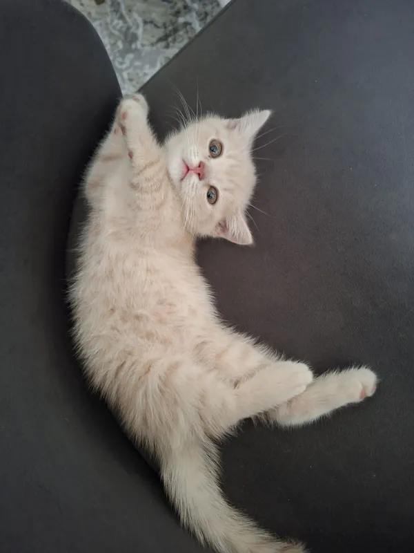 Продам котенка скотшолд страйт 3 месяца — фото 1