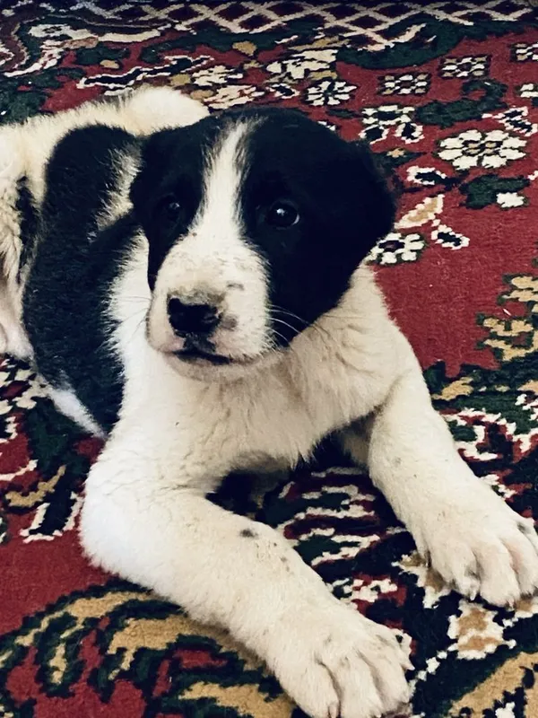 Продам Щенки алабай в доброе руки 1
