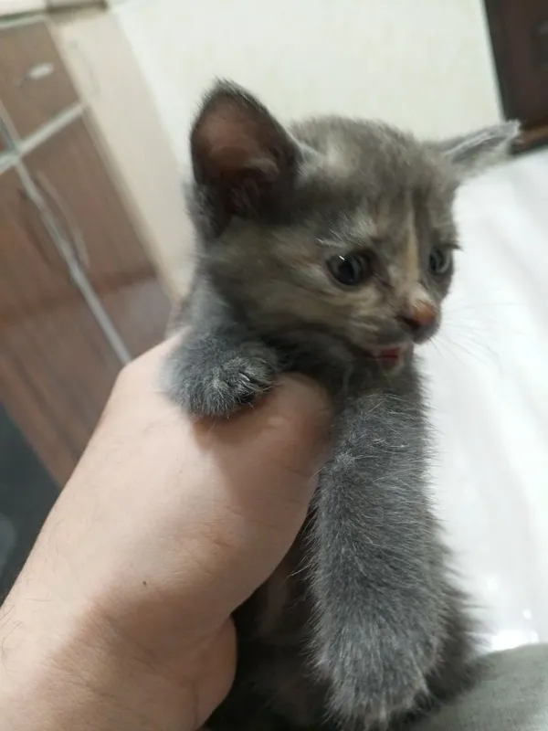 Котёнок в хорошие руки 4