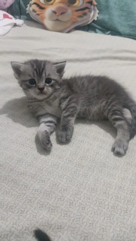 Котята в добрые руки — фото 1