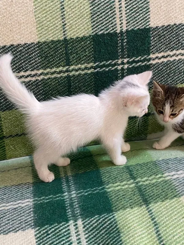 Котята в добрые заботлевые руки. 3 Котята в добрые заботлевые руки. 3