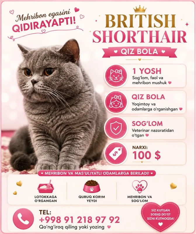 Продаются кошки, породистые, чистокровные 3 Продаются кошки, породистые, чистокровные 3