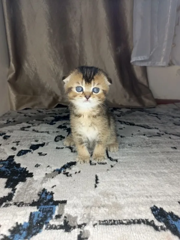 Вислоухие котята — фото 1