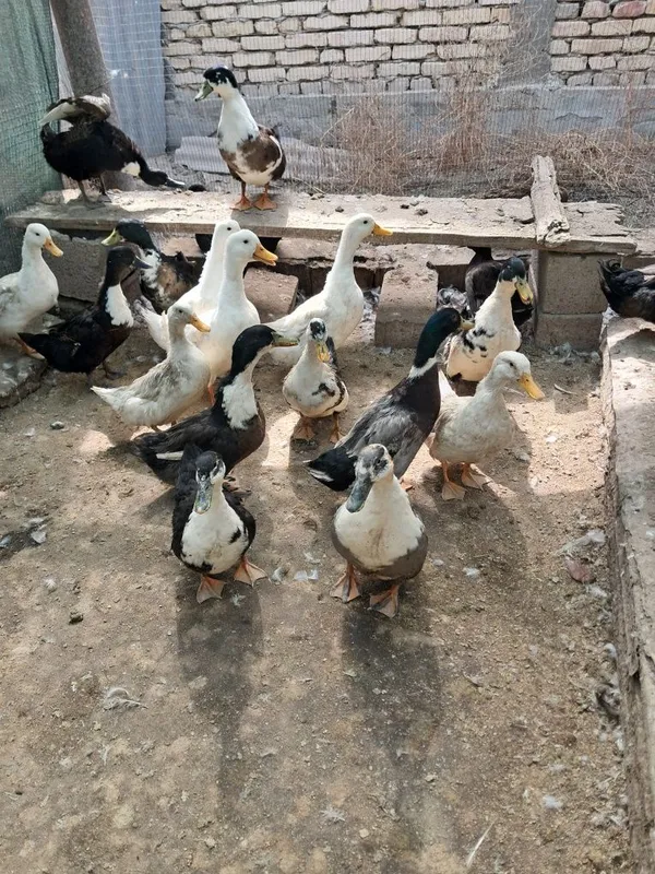 Urdaklar 9 oylik