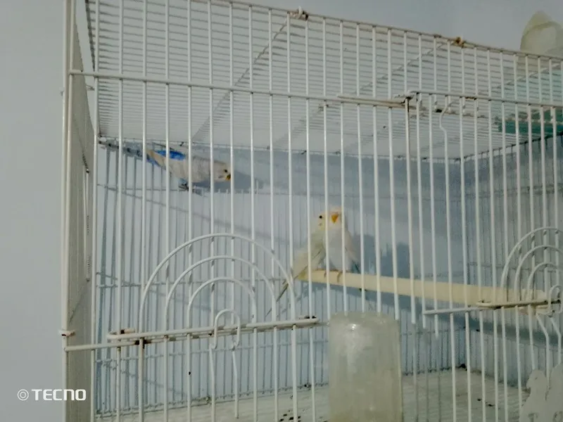 4oylik 2ta ayol 1ta erkak bor — фото 1
