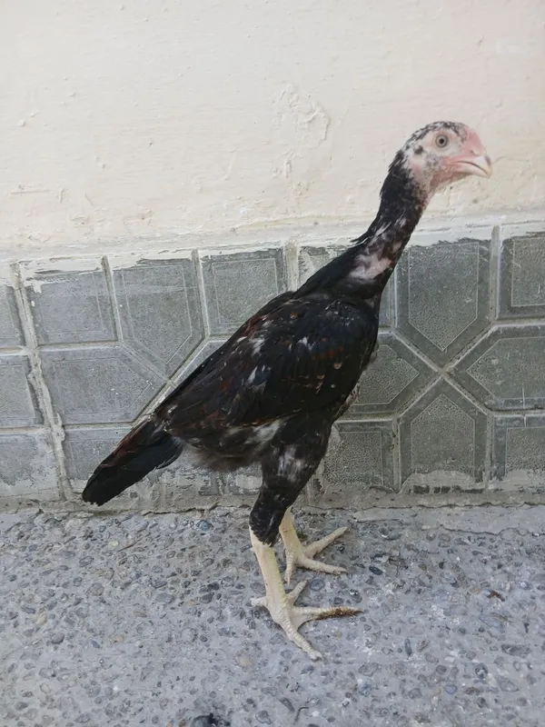 Dakan xoʻrzchalar sotiladi