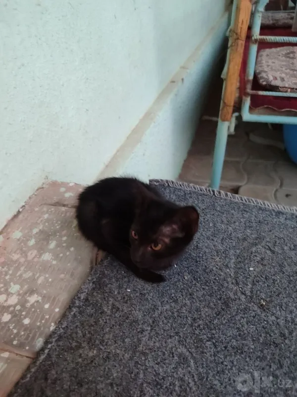 Домашние кошки. Бесплатно 1 Домашние кошки. Бесплатно 1