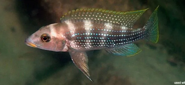 Neomprologus Tetraganus — фото 1