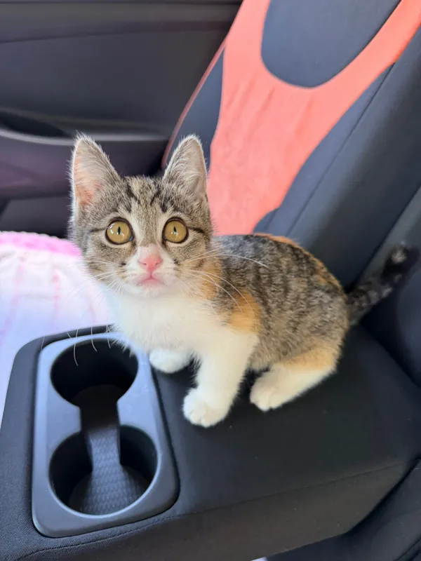 Котенок в добрые руки — фото 1