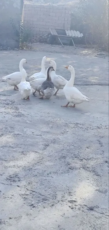 7 dona g‘oz sotiladi 2