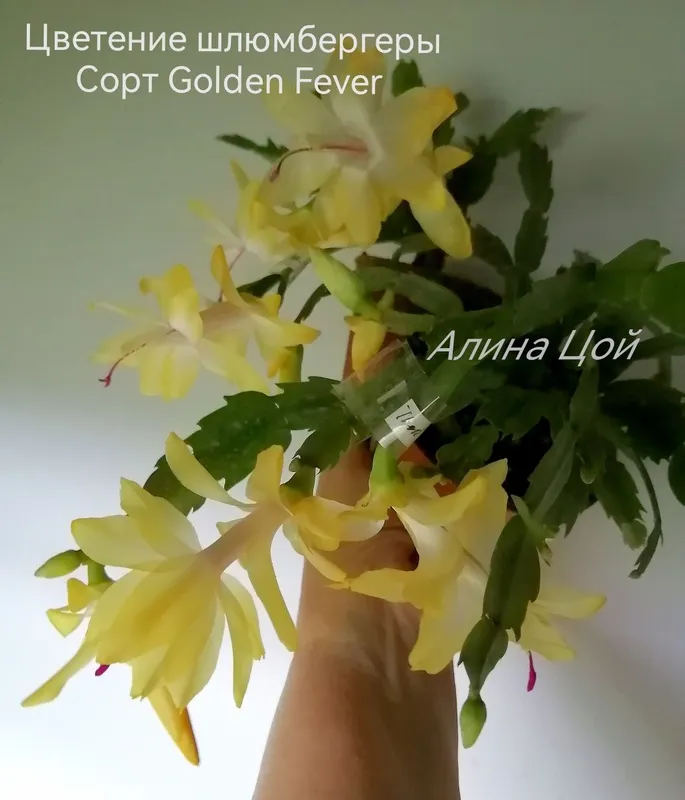 Шлюмбергера (декабрист) С БУТОНАМИ, сорт Golden Fever. — фото 1