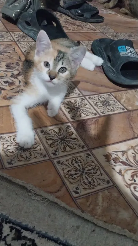2tasi qoldi latoqni biladi