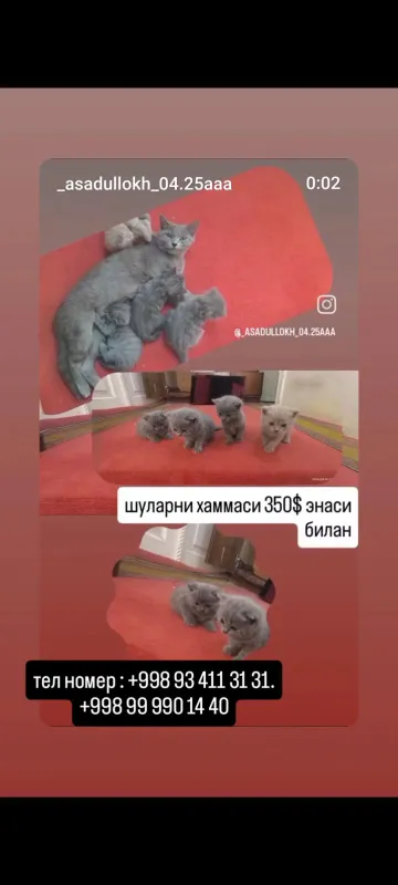 кошки маленькие