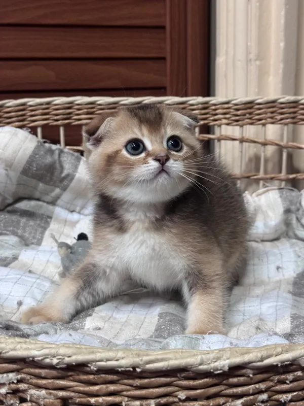 Продается котенок Шотландской породы
