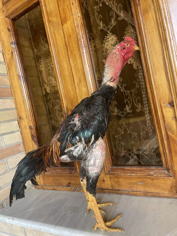 Dakan vesi 4,4 kg O Shamo zot — фото 2