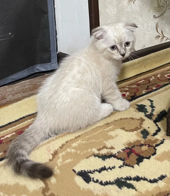 Продаются вислоухие котята — фото 2