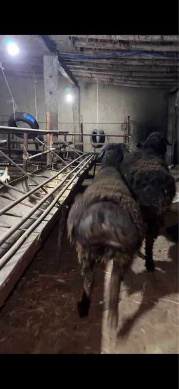 Hisori quchqorlar sotiladi SROCHNA!!! Qurbonlik va naslga — фото 2