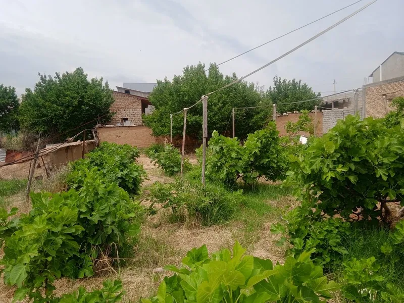 6 sotik bog sotiladi. 20tub anjiri bor suv gaz svetdan Momo yoqkochasi 1