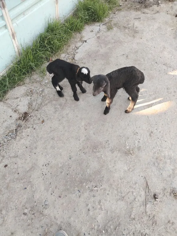 Baracha sotiladi sutka katta qilinadi — фото 1