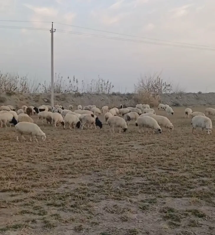 Qoylar mongoliya bayad zotli