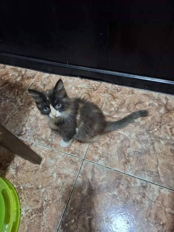 Отдам котят в хорошие руки 2