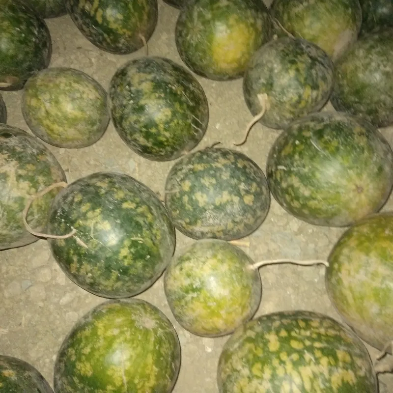 Zo'r achiq tarvuz gijani tushiradi.kattalarga ham zor — фото 1