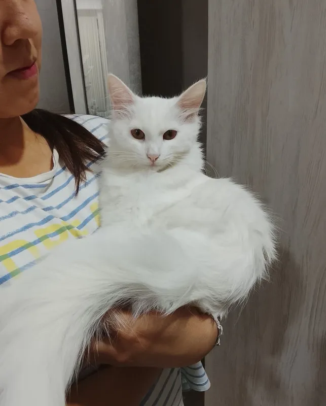 Кошечка турецкая ангорка 2 Кошечка турецкая ангорка 2