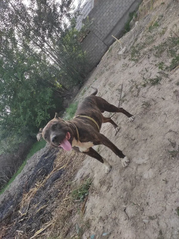 Pitbull sogʻlom arzon srochna — фото 6