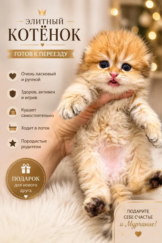 Продается мимишка фолд 1 Продается мимишка фолд 1